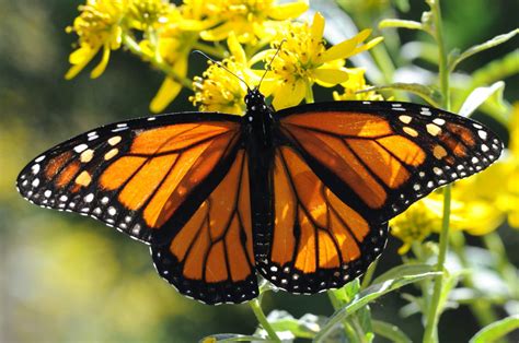 La Maison des Papillons: Un Oasis Volant de Couleurs Vibrantes dans Yucatan!